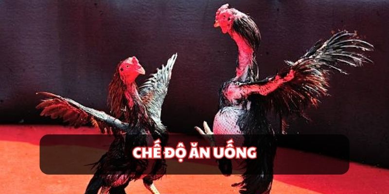 Cần lưu ý chế độ ăn uống cho chúng để khoẻ mạnh