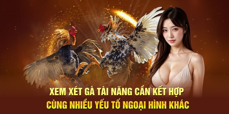 Xem xét gà tài năng cần kết hợp cùng nhiều yếu tố ngoại hình khác