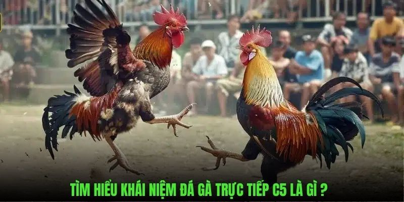 Khái niệm làm quen về hình thức đá gà trực tiếp C5