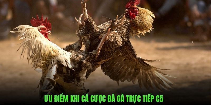 Những điểm mạnh vượt trội khi chiêm ngưỡng đá gà trực tiếp C5