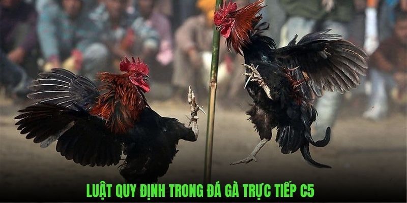 Quy định cụ thể từng chi tiết trong đá chọi C5