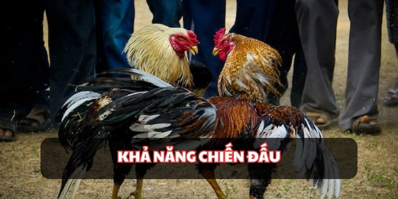 Sức chiến đấu của chúng vô cùng mạnh mẽ