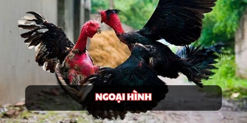 Tìm hiểu về ngoại hình của loại đá gà nòi